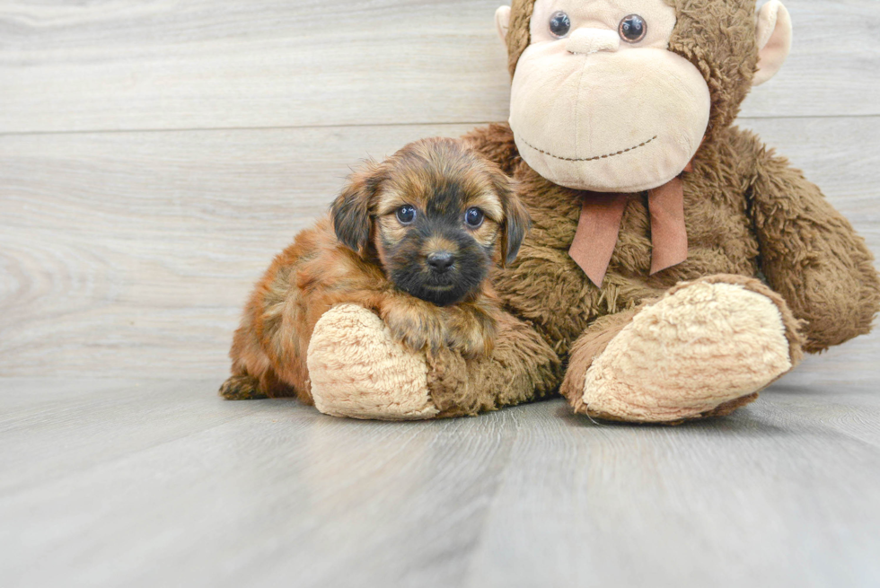 Shorkie Pup Being Cute