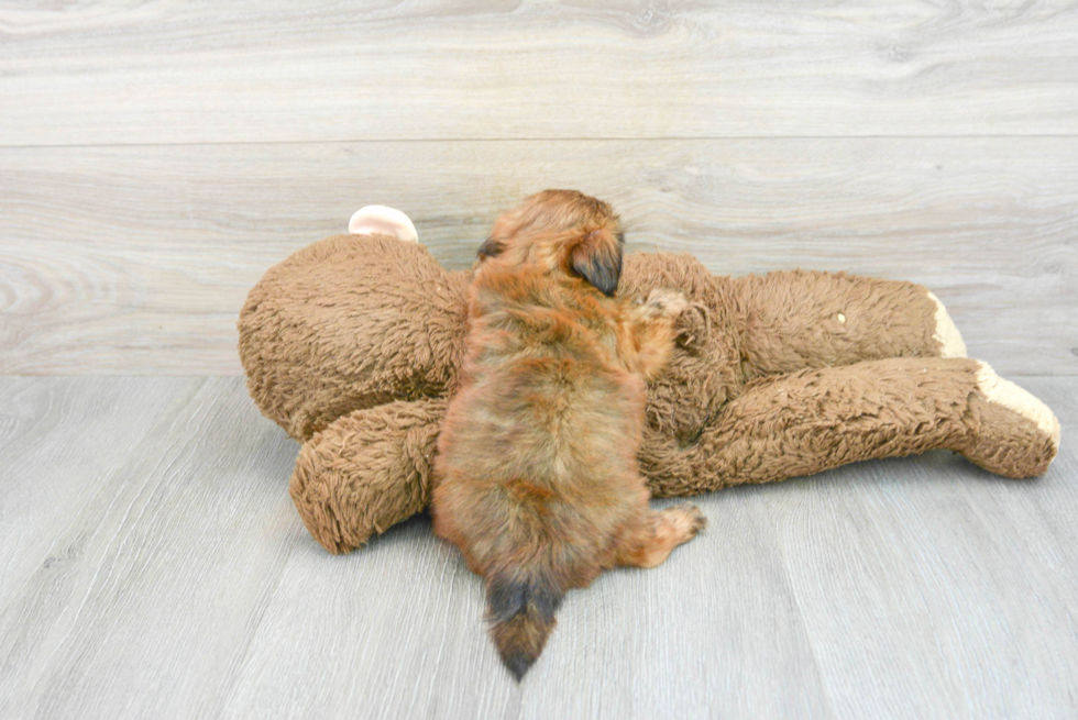 Shorkie Puppy for Adoption