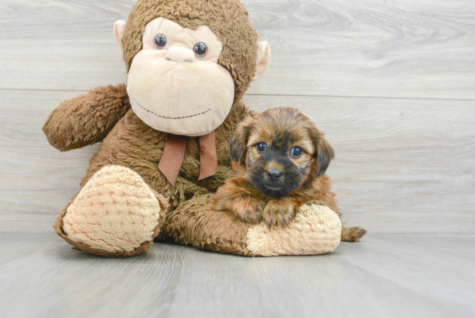 Fluffy Shorkie Designer Pup