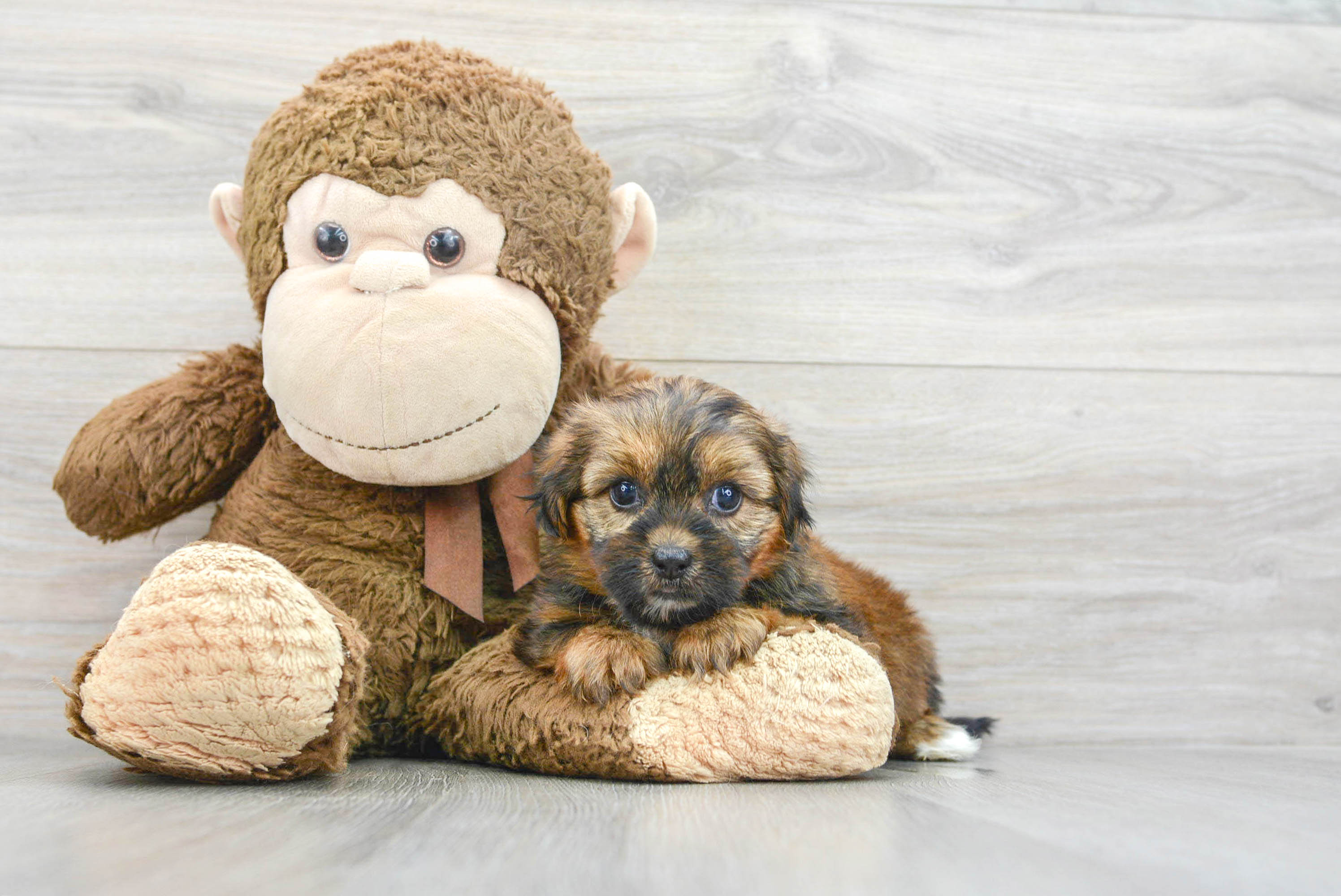 Petite Shorkie Designer Pup