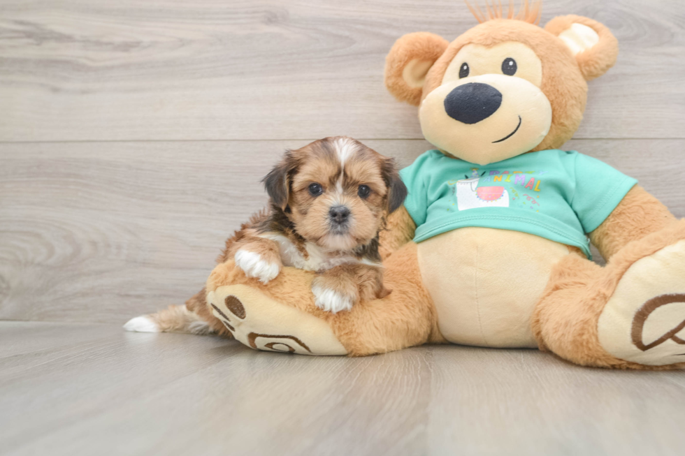 Energetic Shorkie Tzu Designer Puppy