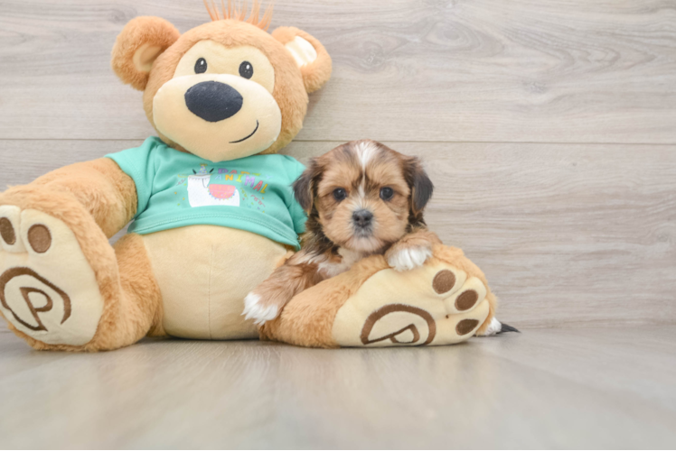 Playful Shorkie Tzu Designer Puppy