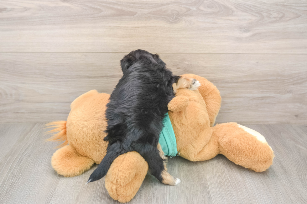 Adorable Shorkie Tzu Designer Puppy