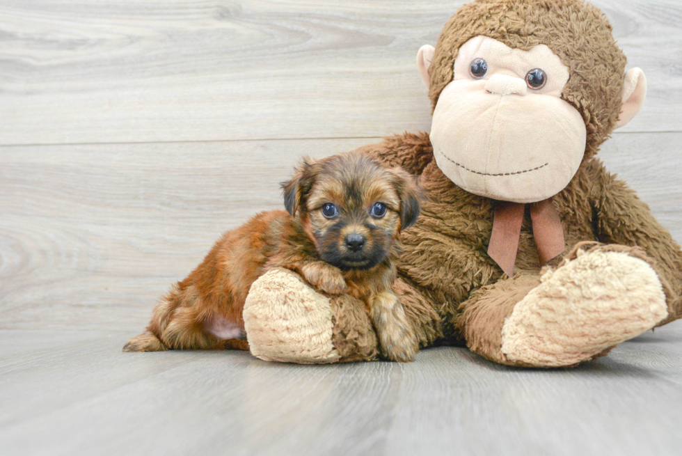 Playful Shorkie Designer Puppy