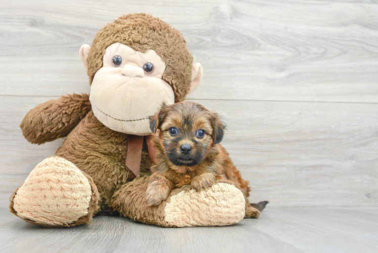 Shorkie Puppy for Adoption