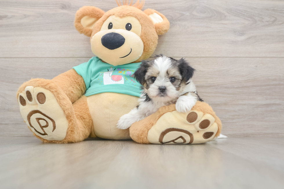Fluffy Shorkie Designer Pup