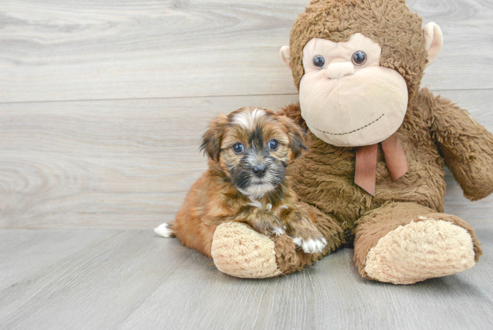 Shorkie Pup Being Cute