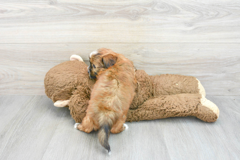 Shorkie Puppy for Adoption