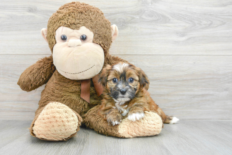 Fluffy Shorkie Designer Pup
