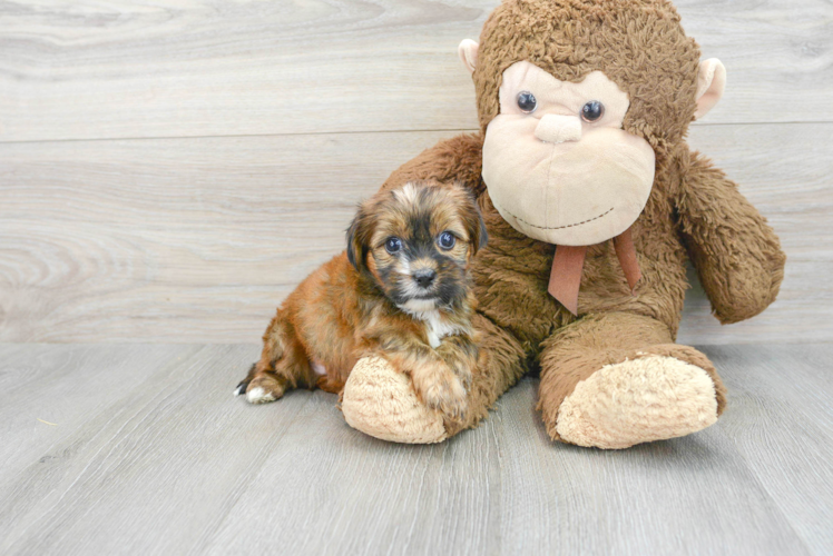 Smart Shorkie Designer Pup