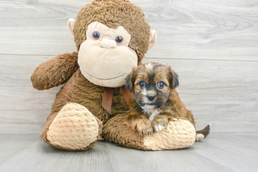 Best Shorkie Baby