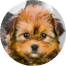 Shorkie Puppies For Sale - Premier Pups Shorkie Puppies For Sale - Premier Pups