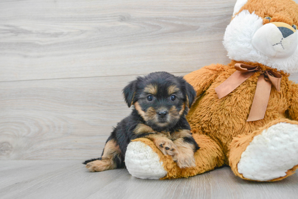 Best Shorkie Baby