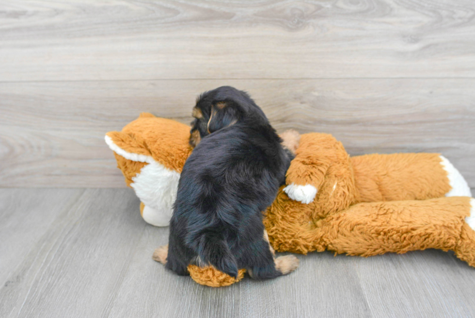 Funny Shorkie Designer Pup