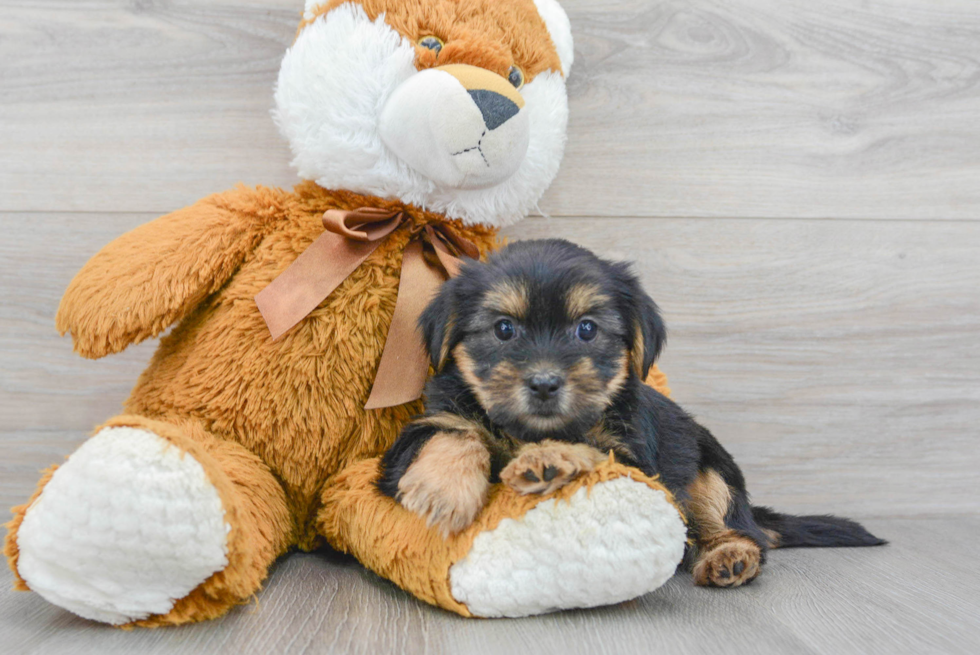 Best Shorkie Baby