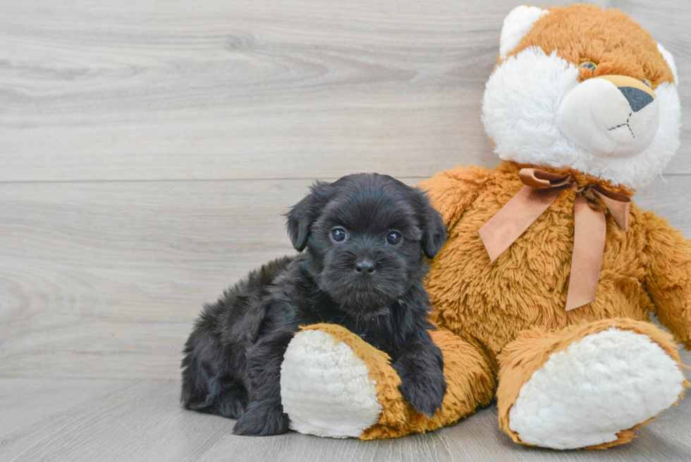 Small Shorkie Baby