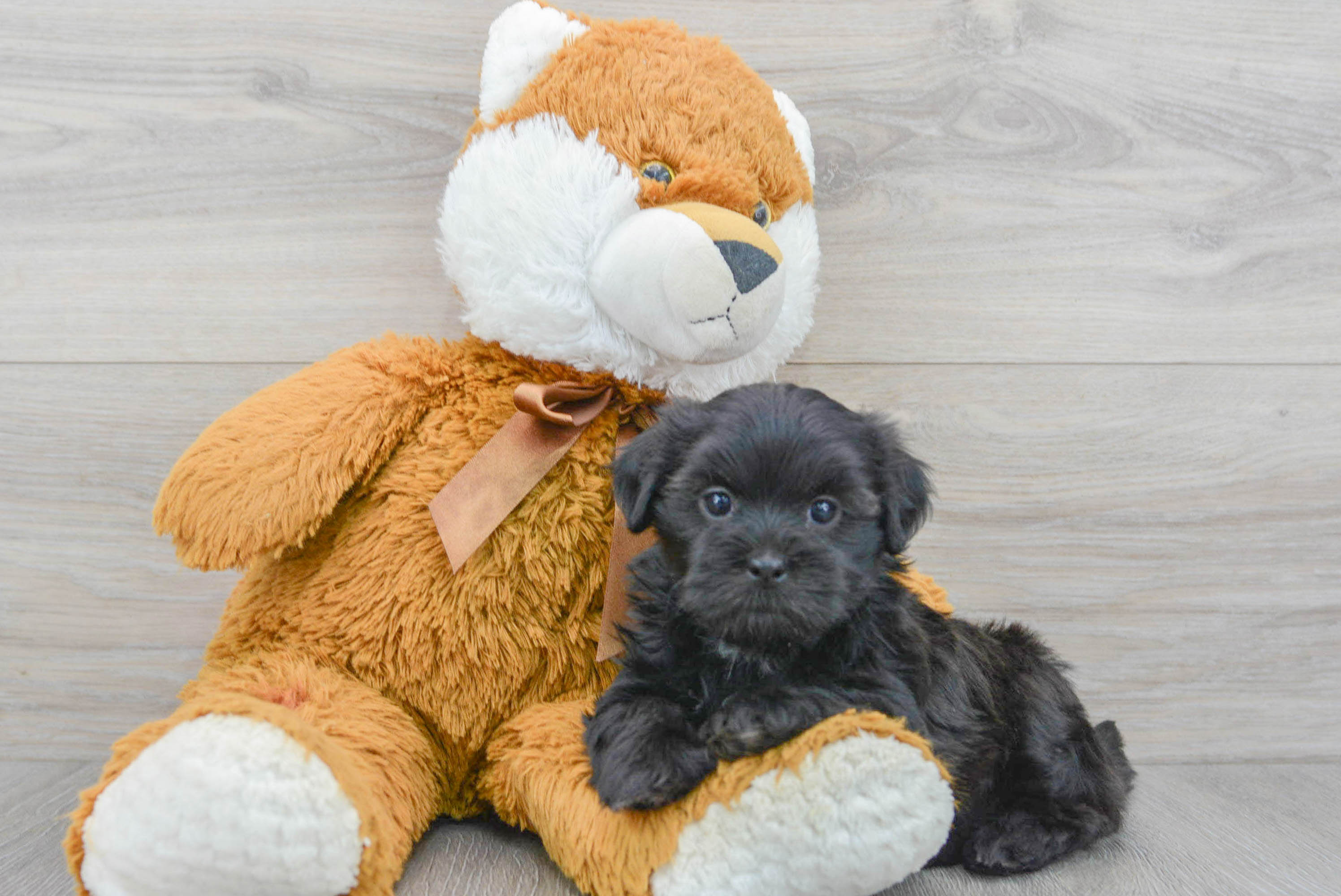 Small Shorkie Baby