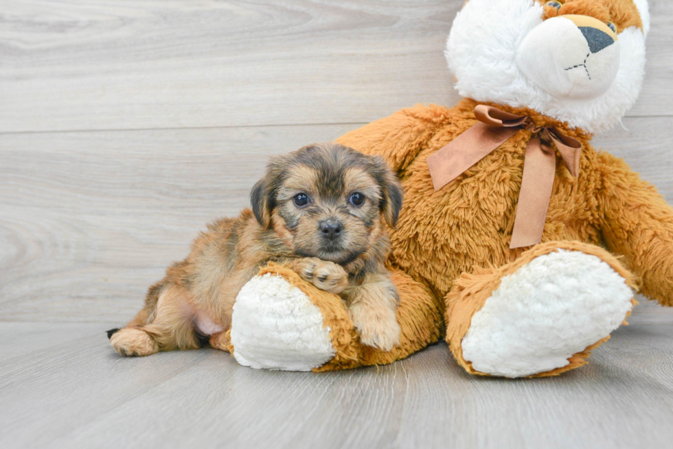 Shorkie Pup Being Cute