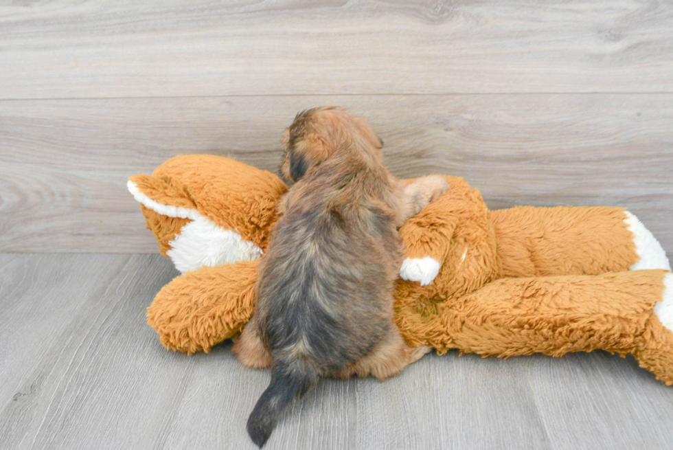 Happy Shorkie Baby