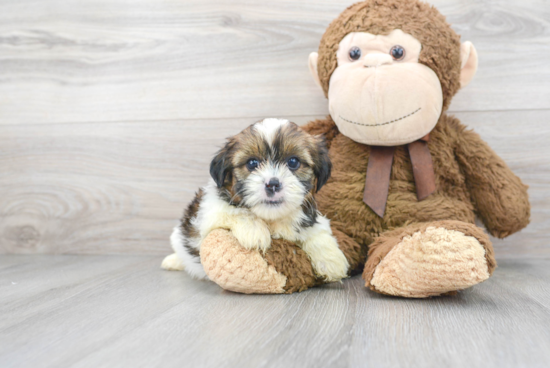 Shorkie Pup Being Cute