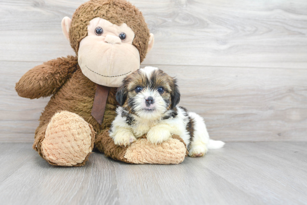 Shorkie Pup Being Cute