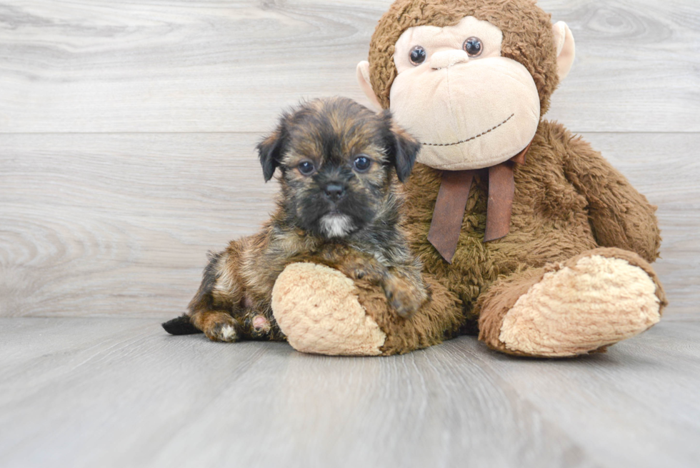 Shorkie Pup Being Cute