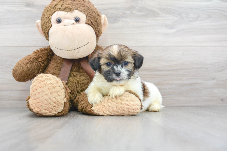 Shorkie Pup Being Cute