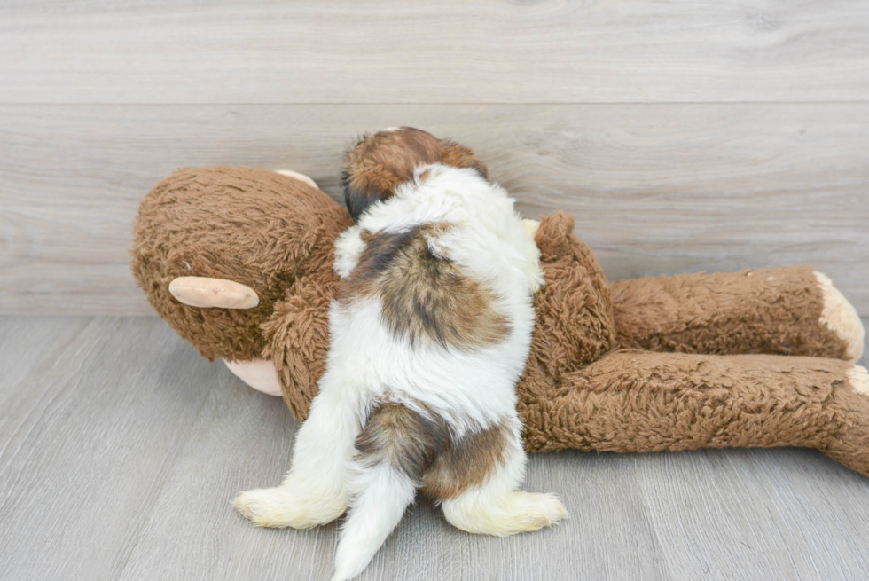 Shorkie Pup Being Cute