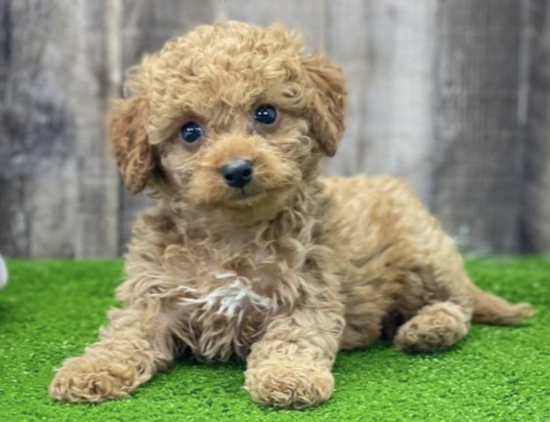 Tan Cockapoo Guide: Color, Pictures, Cost +more 