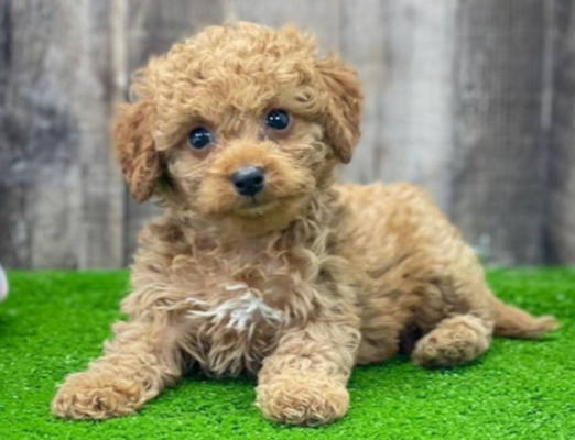 Tan Cockapoo Guide: Color, Pictures, Cost +more 