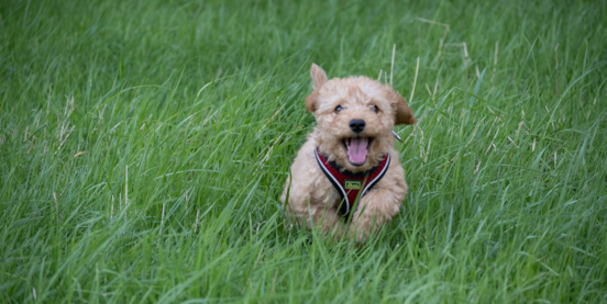 Teacup Cockapoo Guide