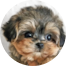 Morkie Puppies For Sale - Premier Pups Morkie Puppies For Sale - Premier Pups
