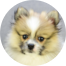 Pomeranian Puppies For Sale - Premier Pups Pomeranian Puppies For Sale - Premier Pups