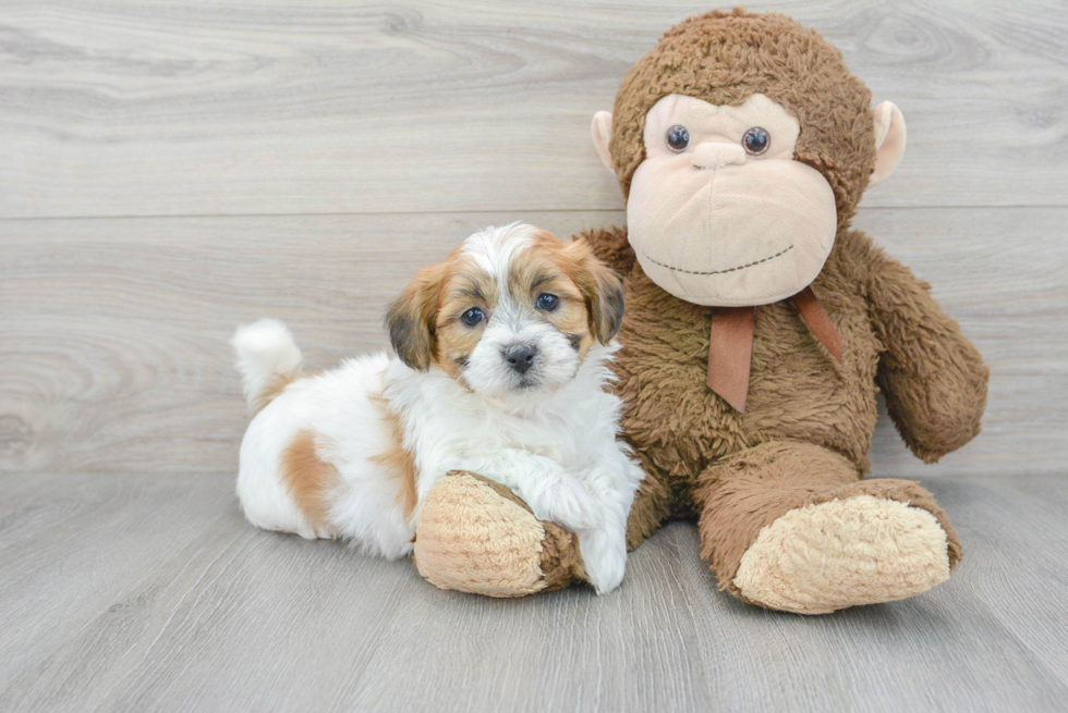 Cute Teddy Bear Baby