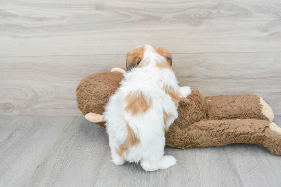 Teddy Bear Pup Being Cute