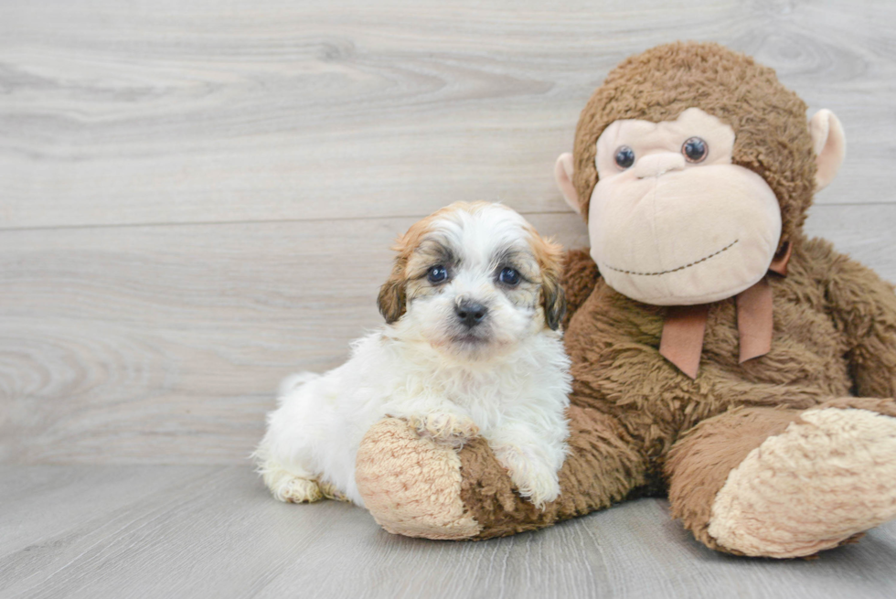 Teddy Bear Pup Being Cute