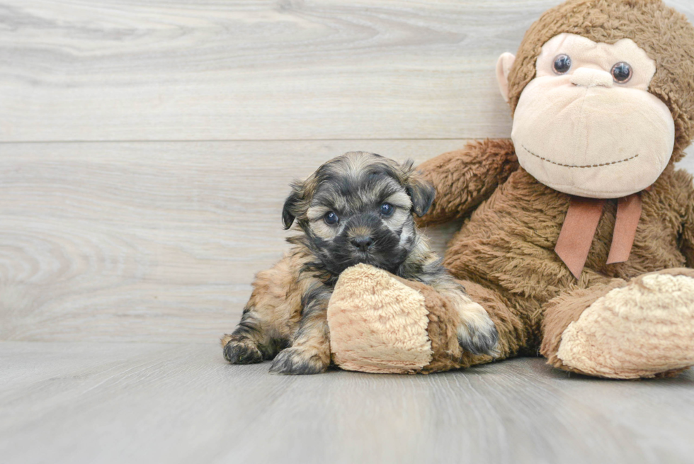 Playful Shit Designer Puppy