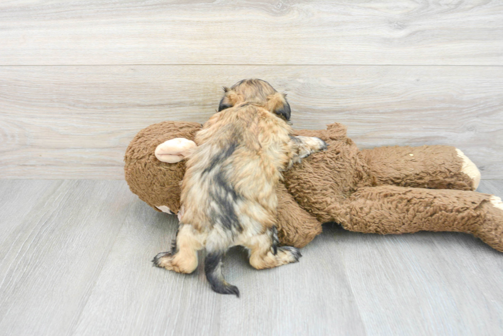 Popular Teddy Bear Designer Pup