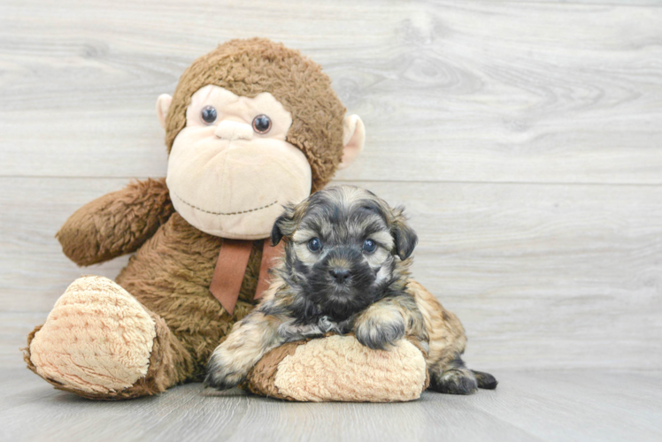 Teddy Bear Pup Being Cute