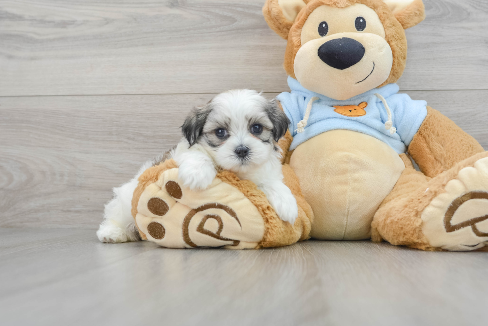 Teddy Bear Puppy for Adoption