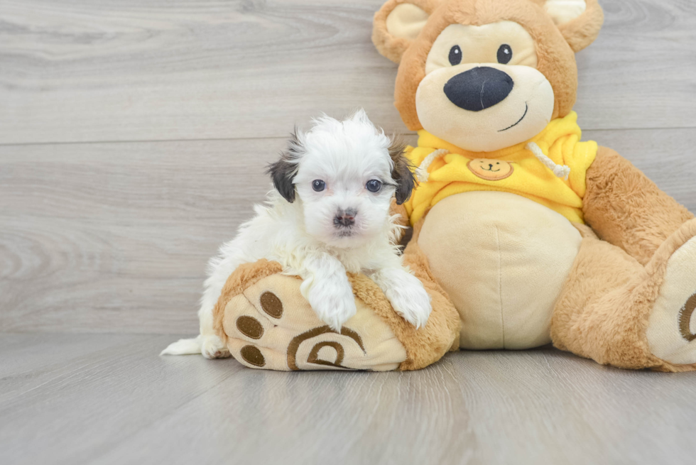 Friendly Teddy Bear Baby