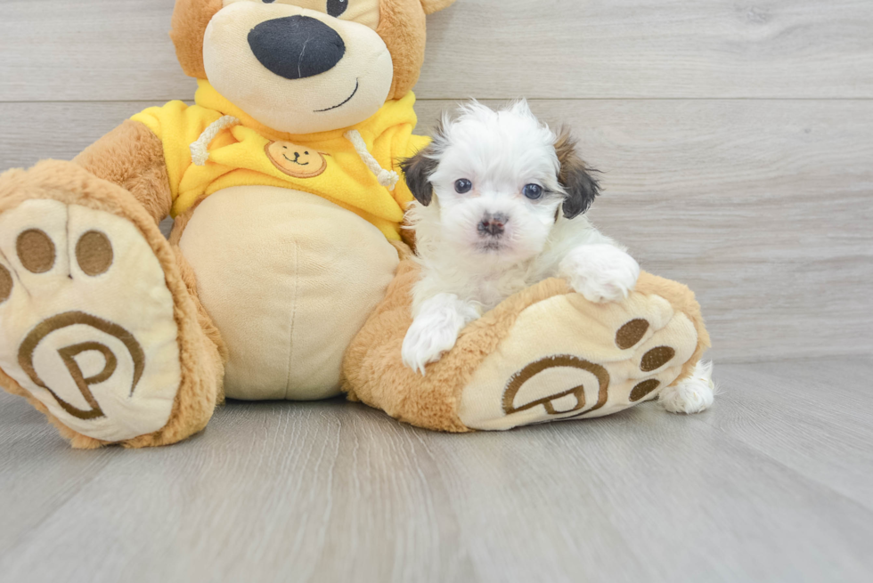 Teddy Bear Puppy for Adoption