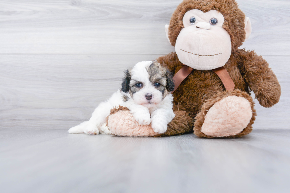 Fluffy Teddy Bear Designer Pup