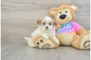 Best Teddy Bear Baby