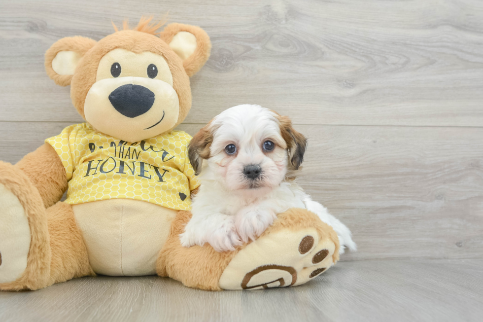 Teddy Bear Pup Being Cute