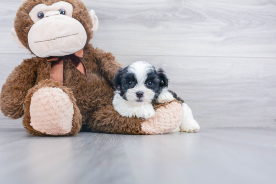 Teddy Bear Pup Being Cute