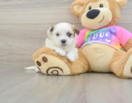 6 week old Teddy Bear Puppy For Sale - Premier Pups