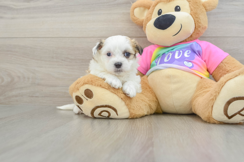 5 week old Teddy Bear Puppy For Sale - Premier Pups