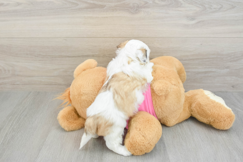 Meet Abbott - our Teddy Bear Puppy Photo 2/4 - Premier Pups