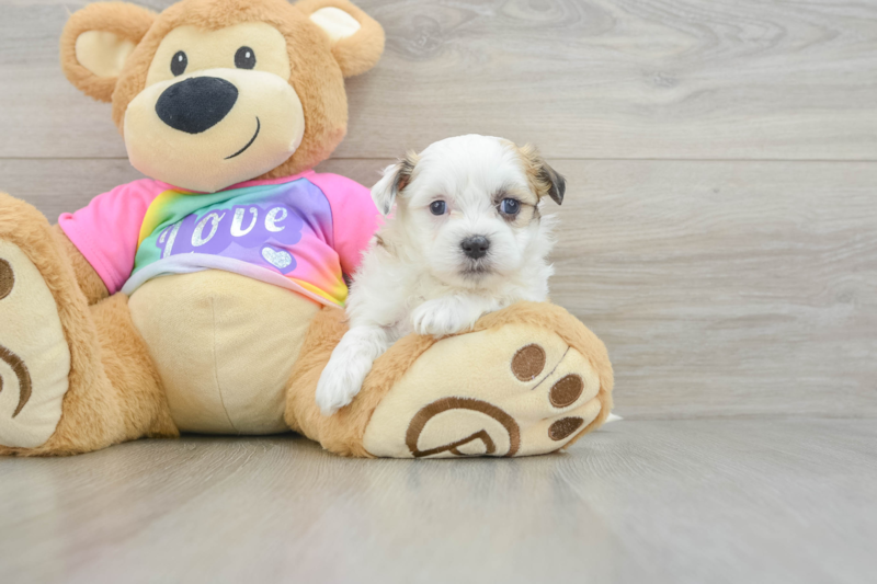 Meet Abbott - our Teddy Bear Puppy Photo 3/4 - Premier Pups